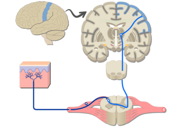 An image showing the sensory pathway of the somatic nervous system which consists of 3 neurons, first, second and third sensory neurons