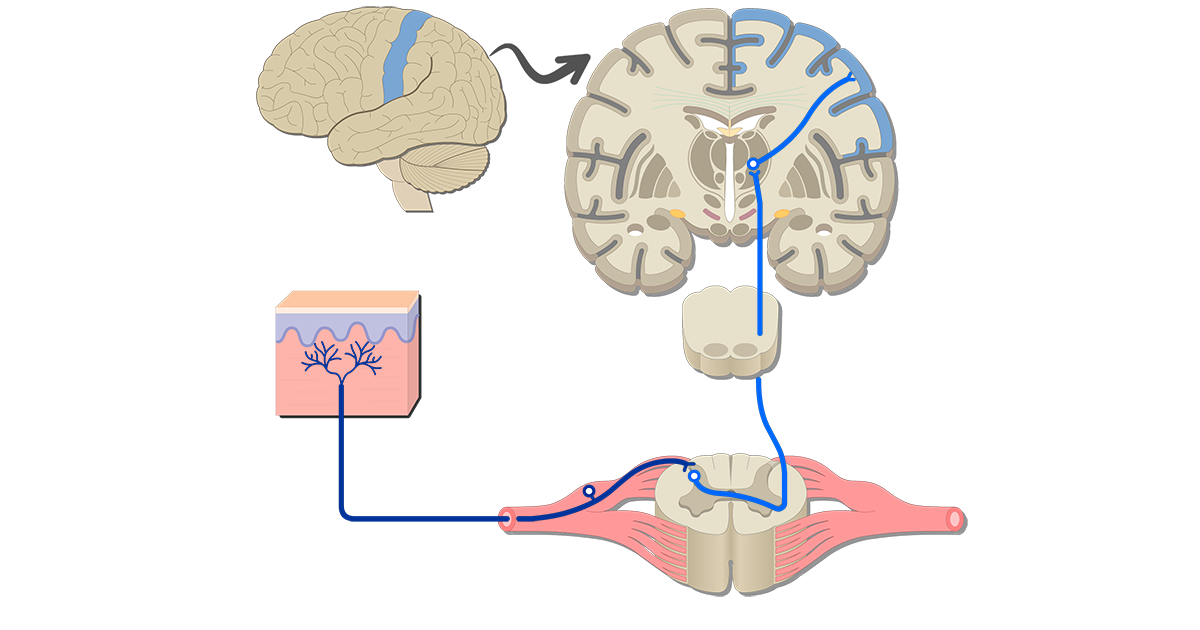 Sample Somatic Nervous System Pathways