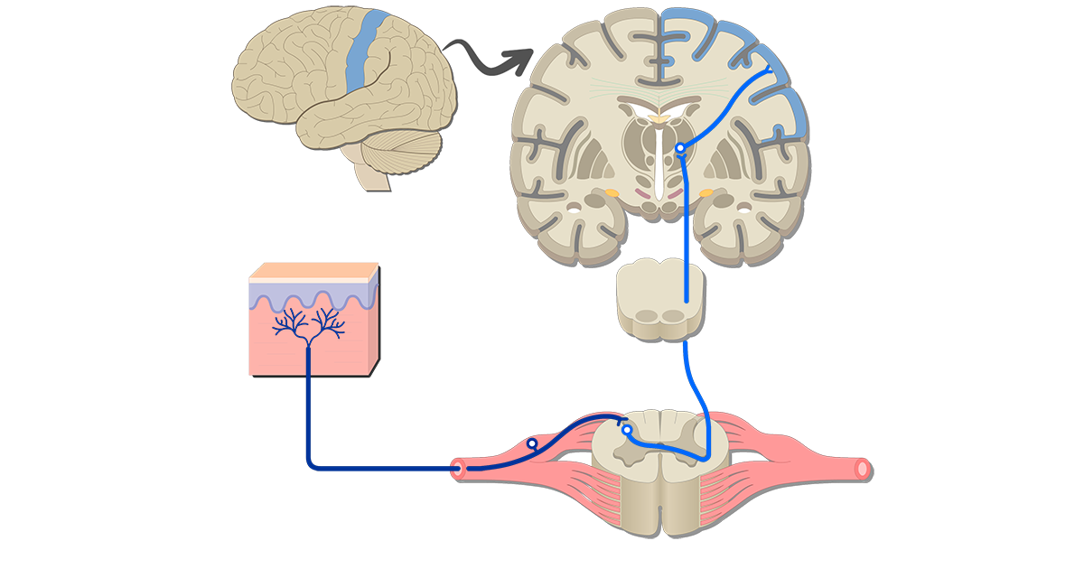 Pain or Nociception Pathway