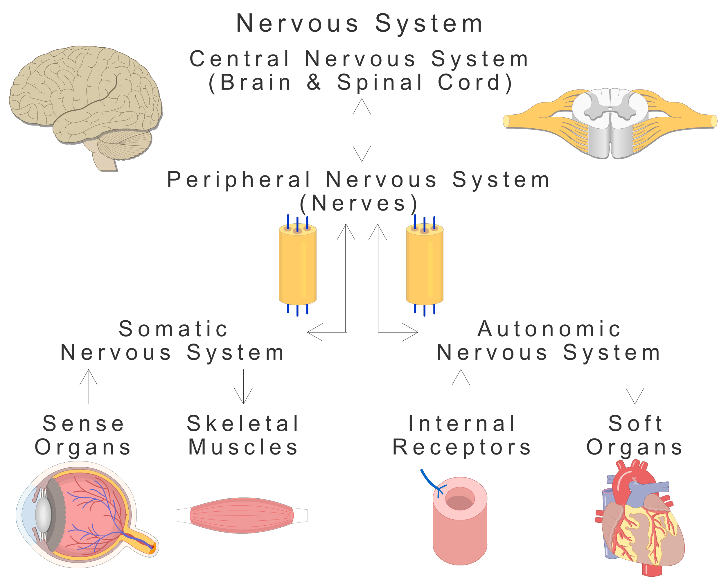 which nervous system is responsible for problem solving skills