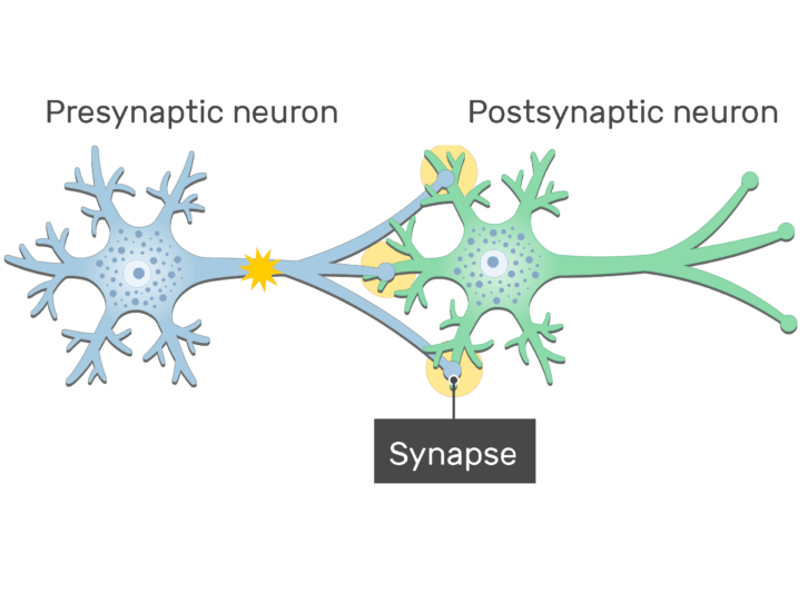 General Structure of a Neuron Synapse