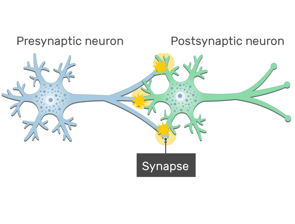 An image of a synapse between 2 neurons showing the signals from presynaptic neurons moving to the synapse through the axon