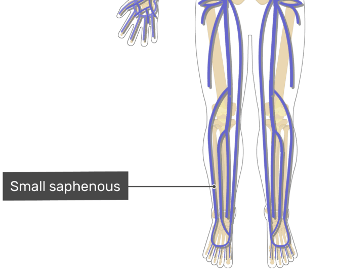 The Major Systemic Veins GetBodySmart