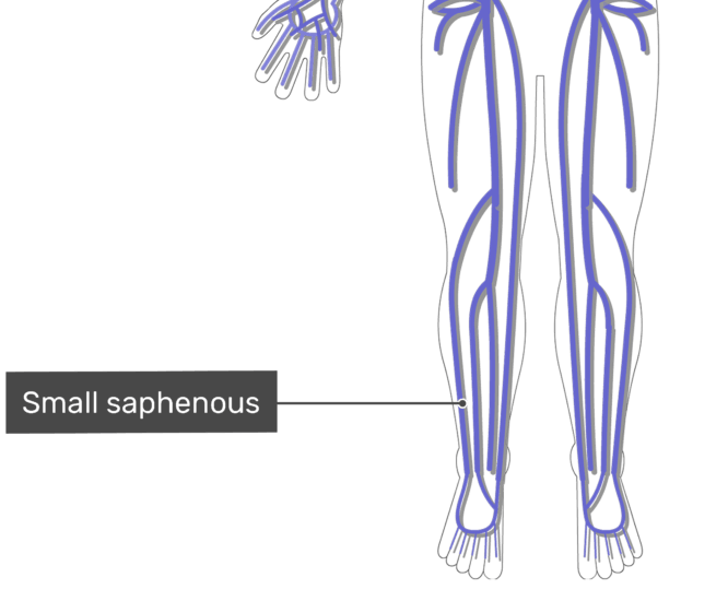 The Major Systemic Veins GetBodySmart