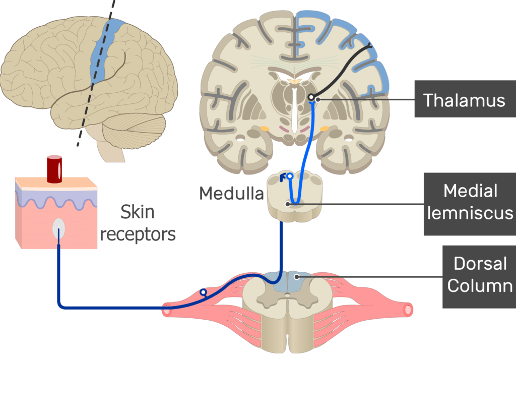 An image showing the stimulation of the skin generating action potential in the 1st sensory neuron of the touch pathway