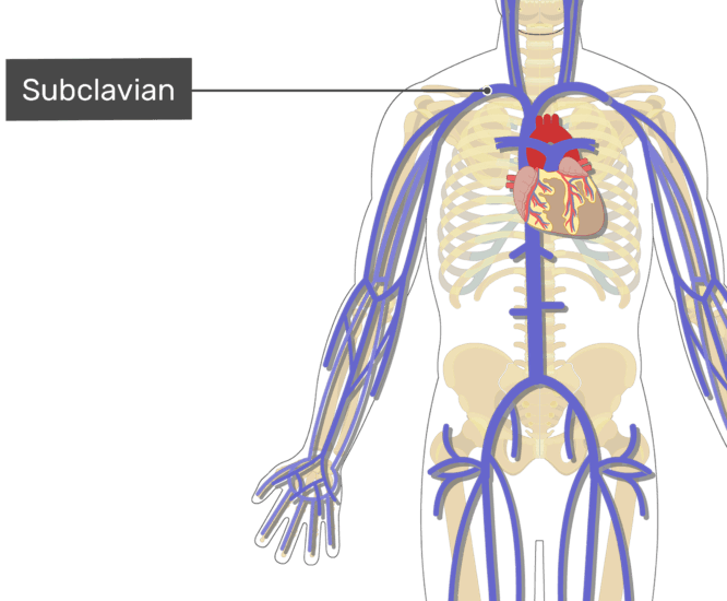 systemic veins meaning