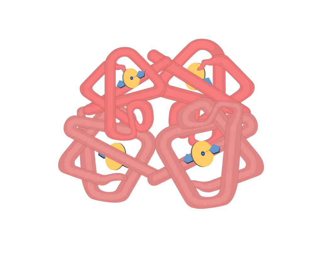 Subunits of hb molecules animation slide 10