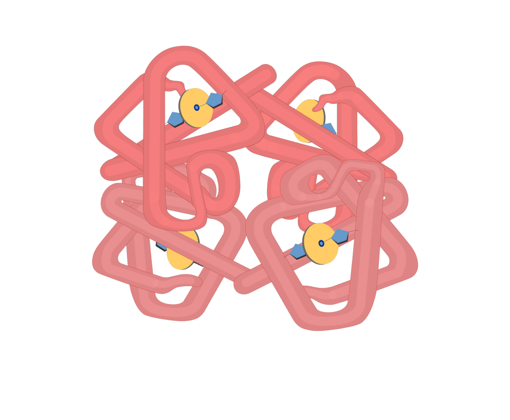 Subunits of hb molecules animation slide 11