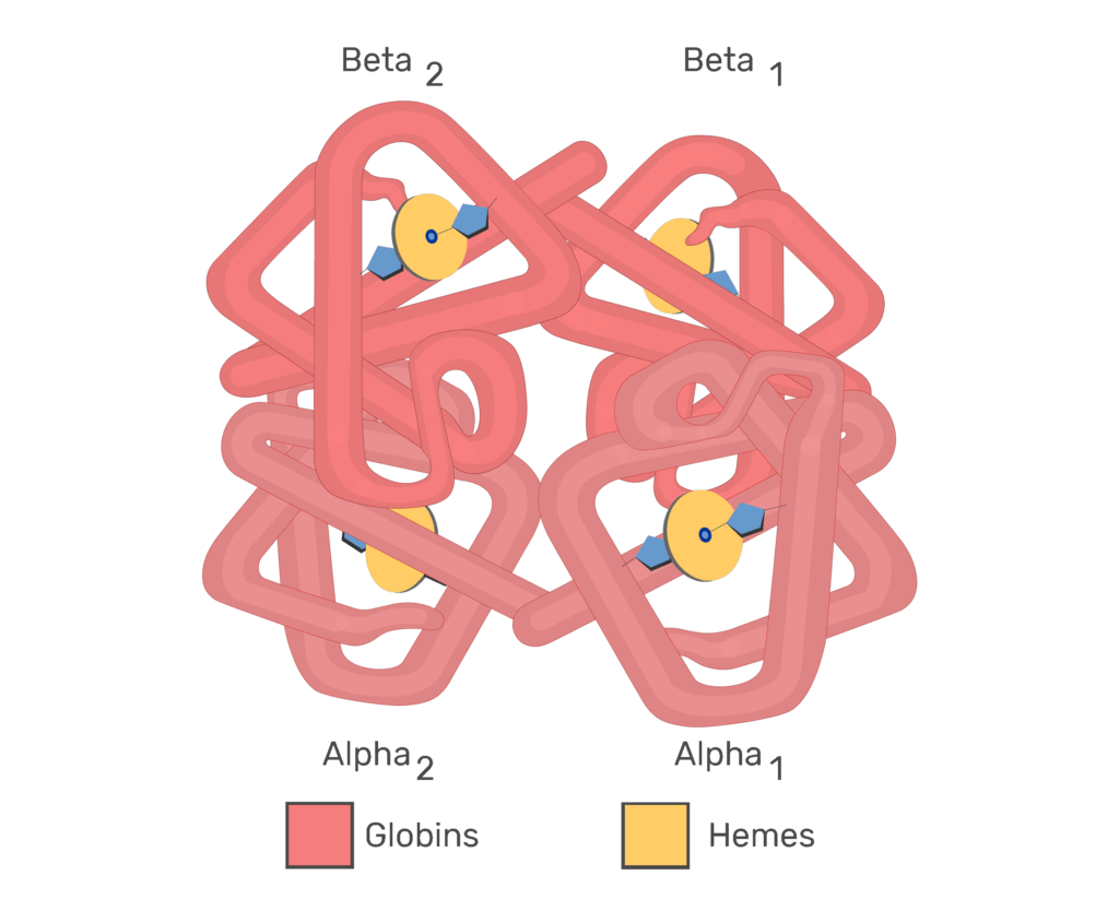 Subunits of hb molecules animation slide 12