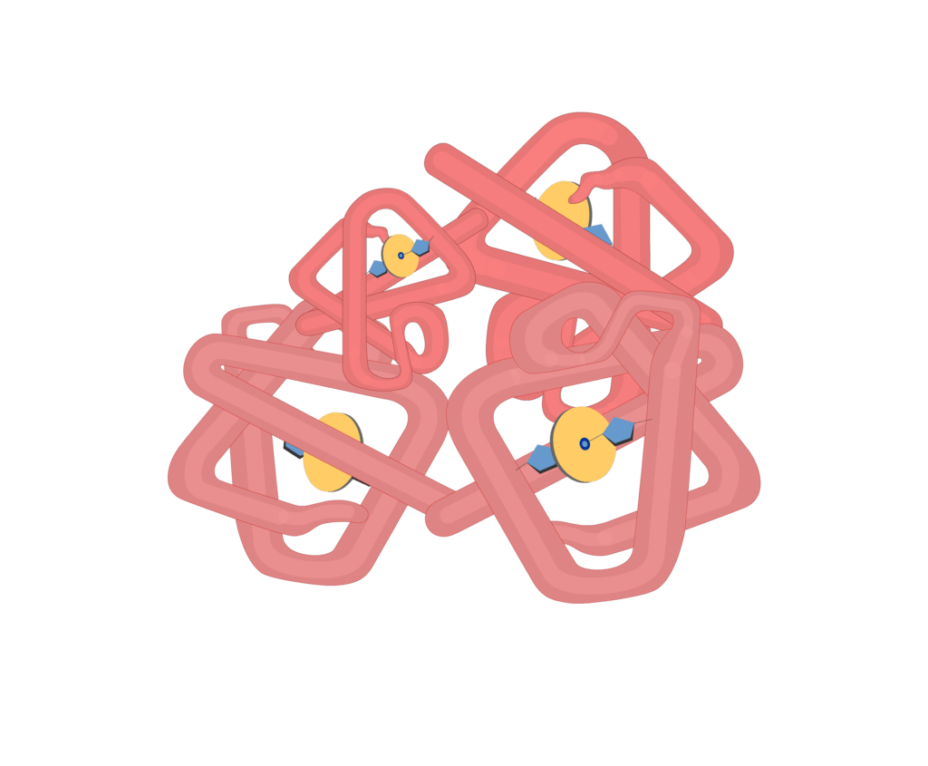 Subunits of hb molecules animation slide 9