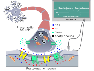 Summary of cholinergic synaptic events - Featured