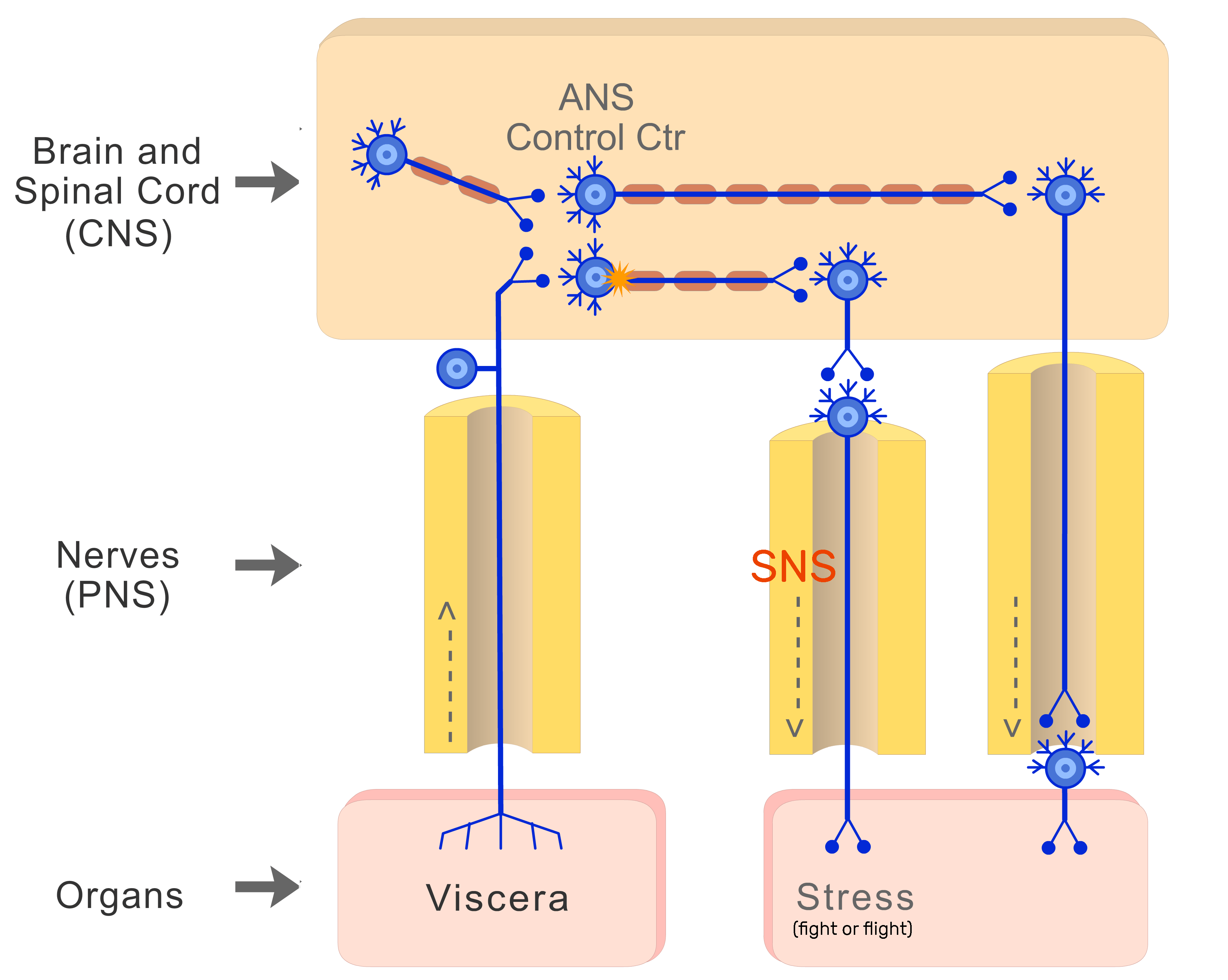An image showing the action potential moves through SNS (sympathetic nervous system) neuron from the CNS to reach viscera (Feed or breed)