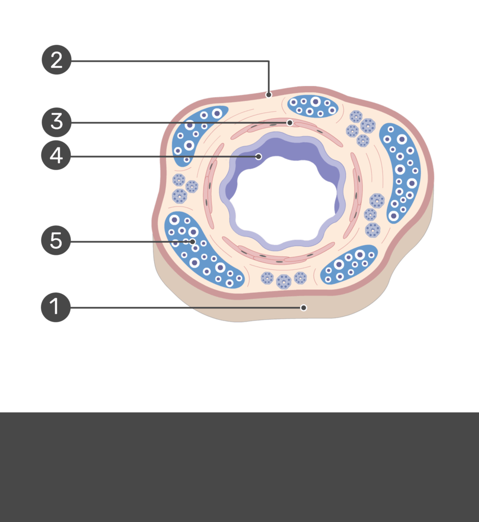Test Yourself on Structure of the Bronchial Wall with Answers Hidden
