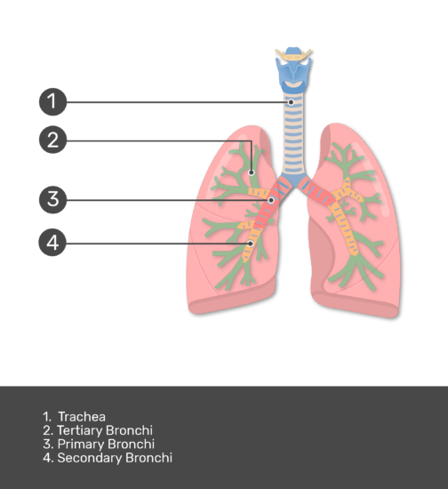 the tube that connects the throat and bronchi the tube that connects the throat and bronchi