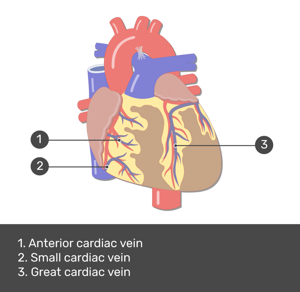 Heart major. Сердце насос. Сердце насос картинка.