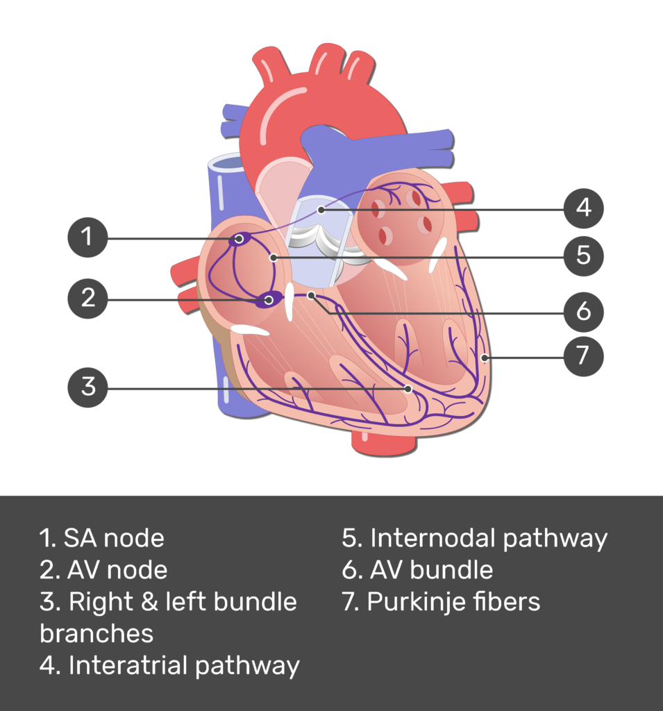 Cardiac conduction system (diagram).