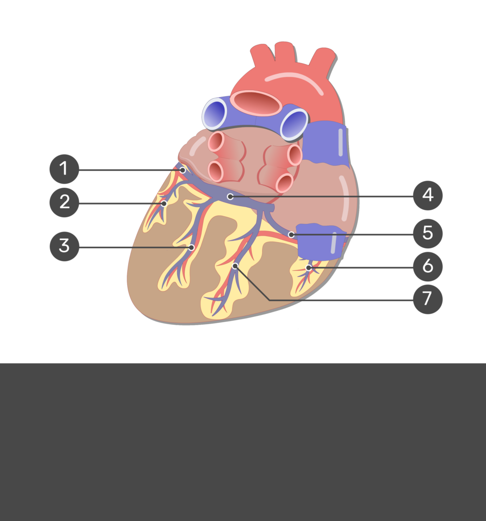 Test yourself image of the posterior view of the cardiac veins of the heart with answers hidden.