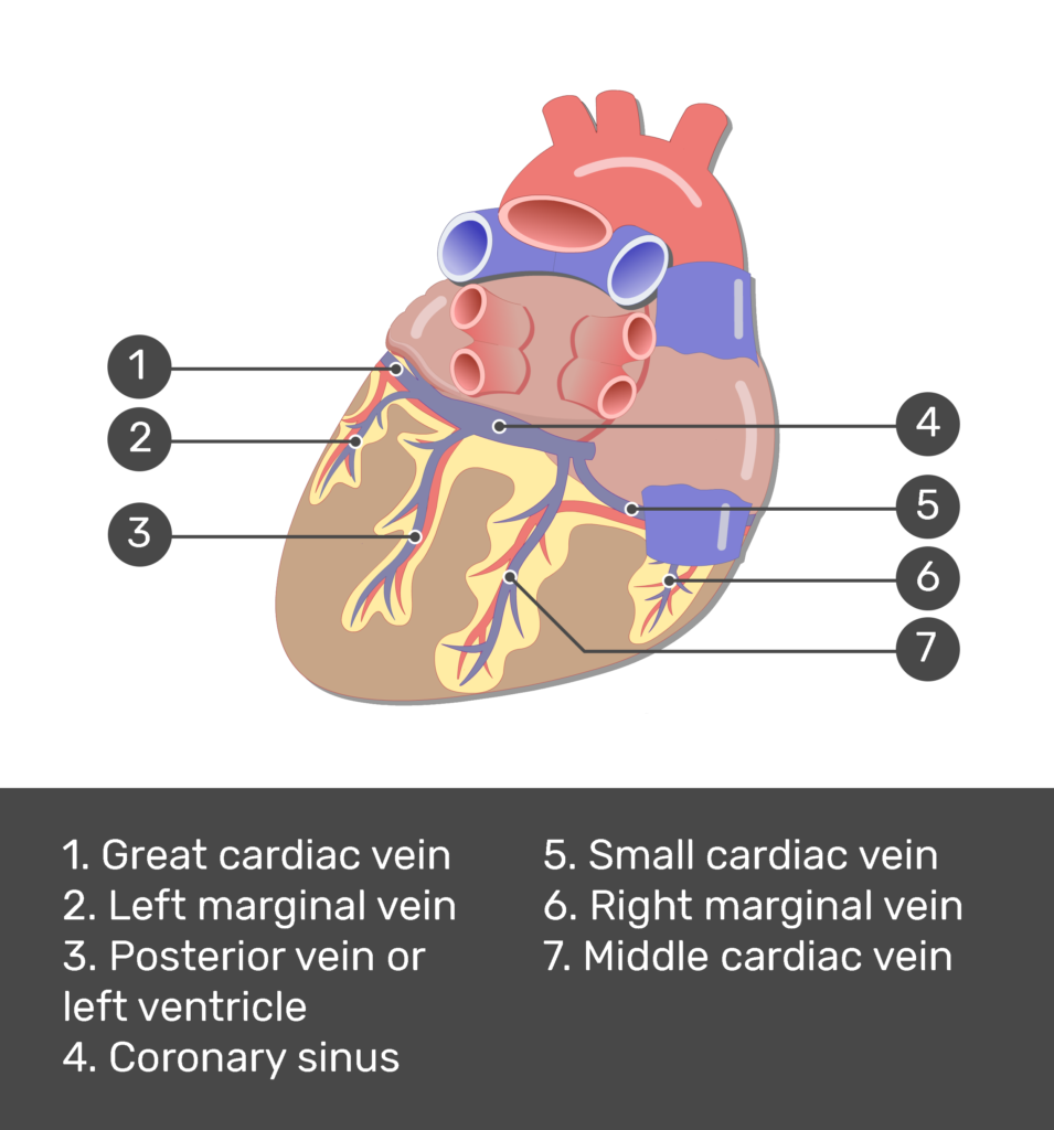 Blood Vessels Types Functions How Are Arteries And Veins 42 Off Blood Vessels Types Functions How Are Arteries And Veins 42 Off