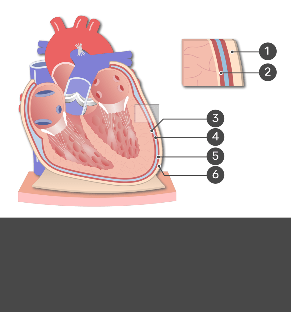 Anatomy of the Heart Quiz