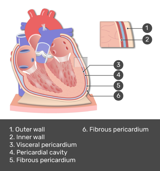 Pericardium Structure & Function