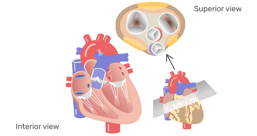 How the Heart Works - Harbin Clinic