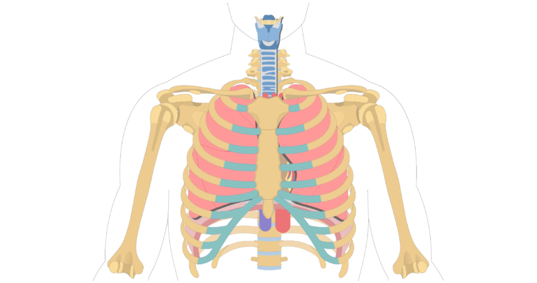 The Location, Size, and Shape of the Heart