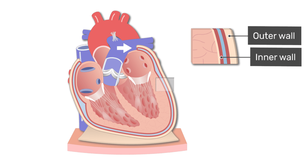 The parietal pericardium animation slide 2