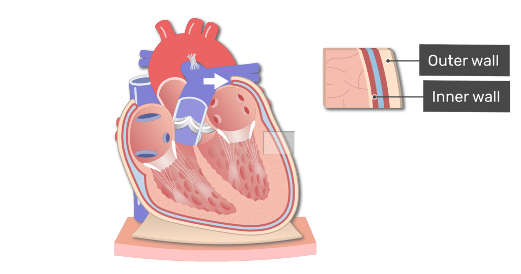 The parietal pericardium animation slide 3