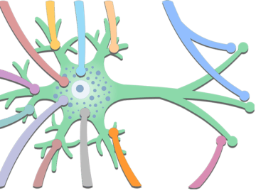 Types of Synaptic Contacts - Featured