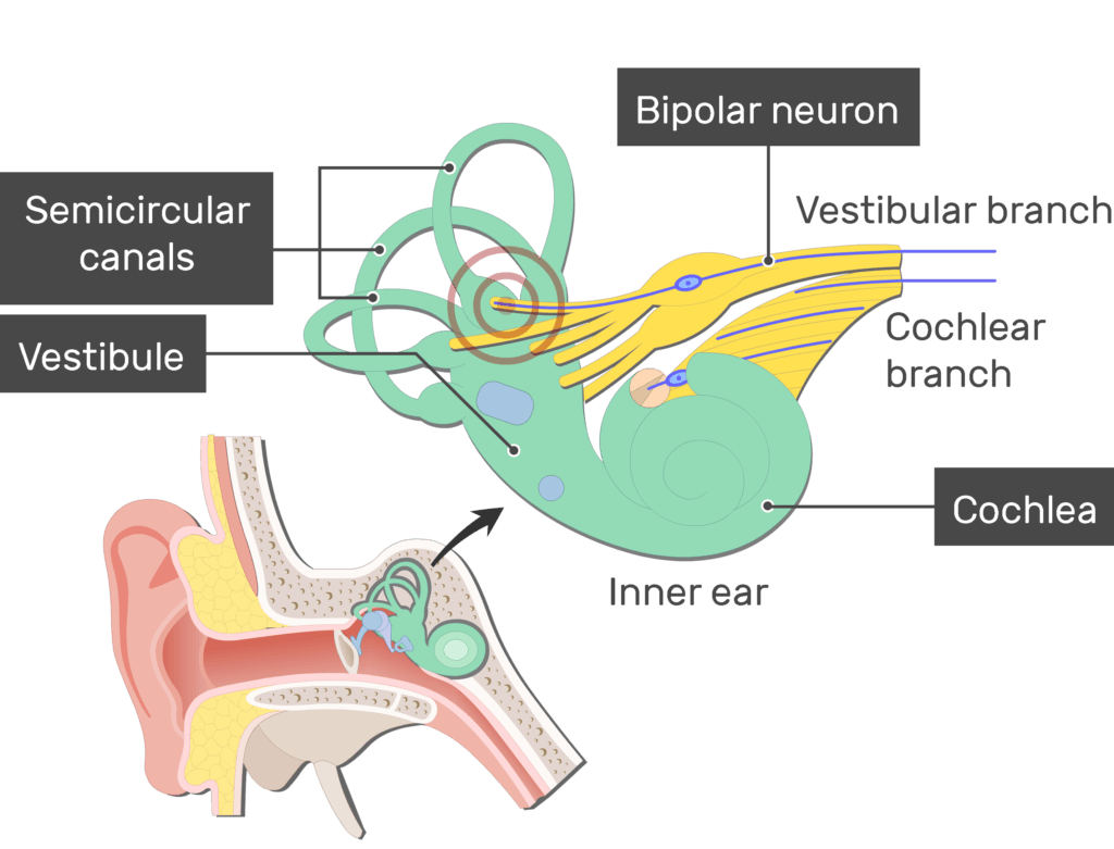 An image showing the action potential passing through the Vestibular branch of the inner ear after stimulation (vestibular branch, cochlear branch, cochlea, semicircular canals and vestibule are labeled)