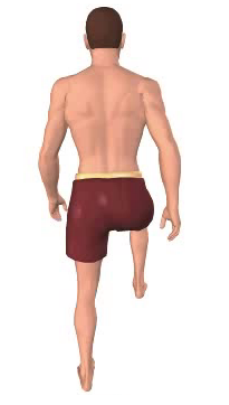 First image in animation of abduction of the thigh.