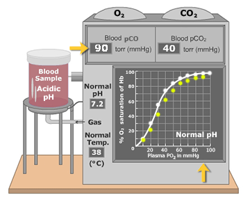 Oxygen Hemoglobin Dissociation Curve How Ph Affects Oxygen Hemoglobin Dissociation Curve