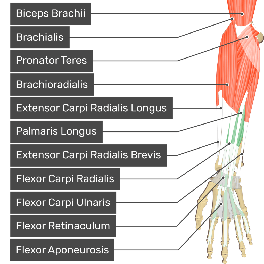 Flexor Digitorum Superficialis Muscle | GetBodySmart