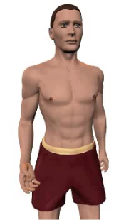 Image 2 of the animation showing flexion of the forearm.