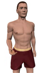 Image 5 of the animation showing flexion of the forearm.