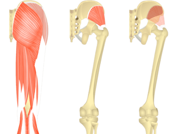 Feature image, three images showing posterior view of thigh and gluteal region. First image of all superficial muscles, second image of gluteus minimus, third image of origin and insertion of gluteus minimus.