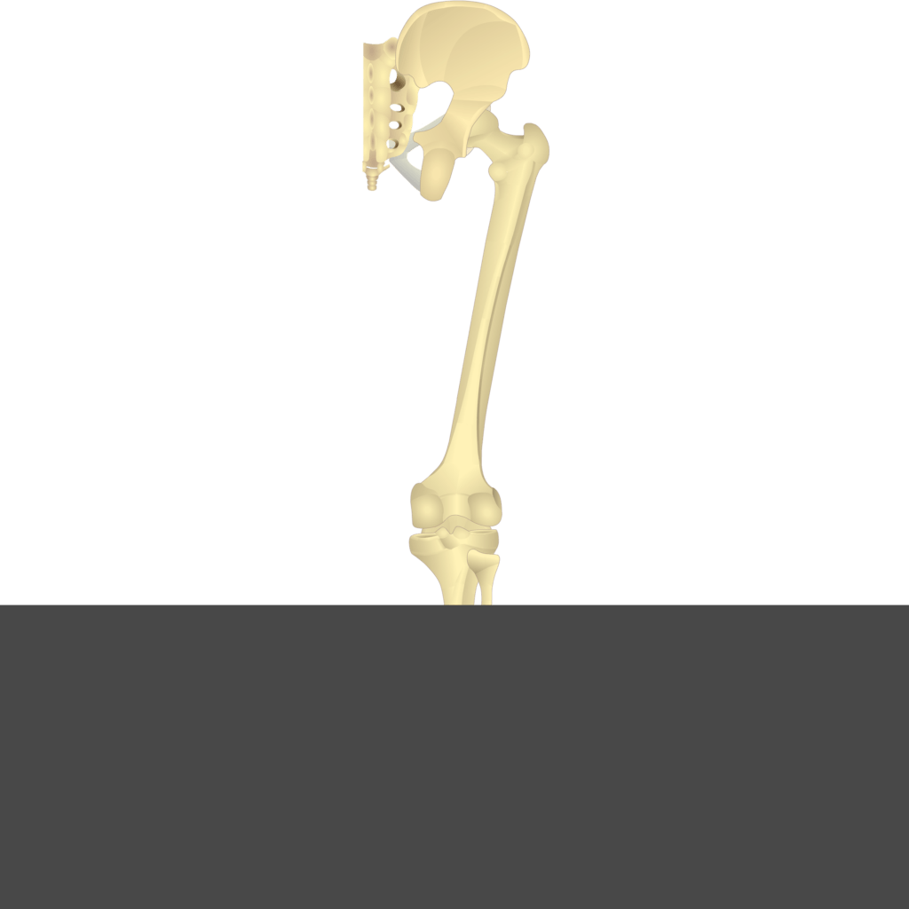 Test yourself image 17, posterior view of bones of thigh and gluteal region.