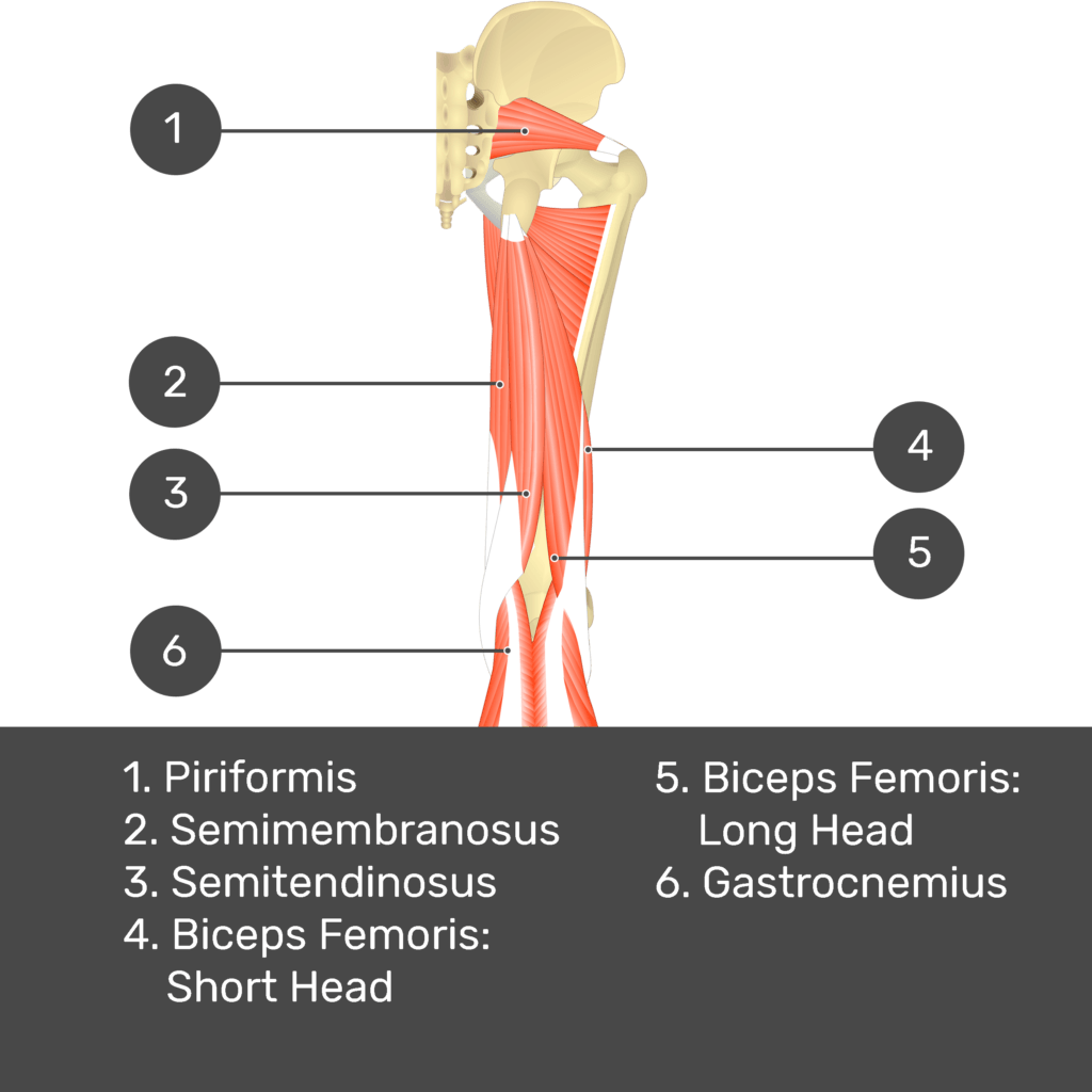 Test yourself image 10, posterior view of thigh and gluteal region. Muscles labelled- piriformis, semimembranosus, semitendinosus, biceps femoris: short head, biceps femoris: long head, gastrocnemius.