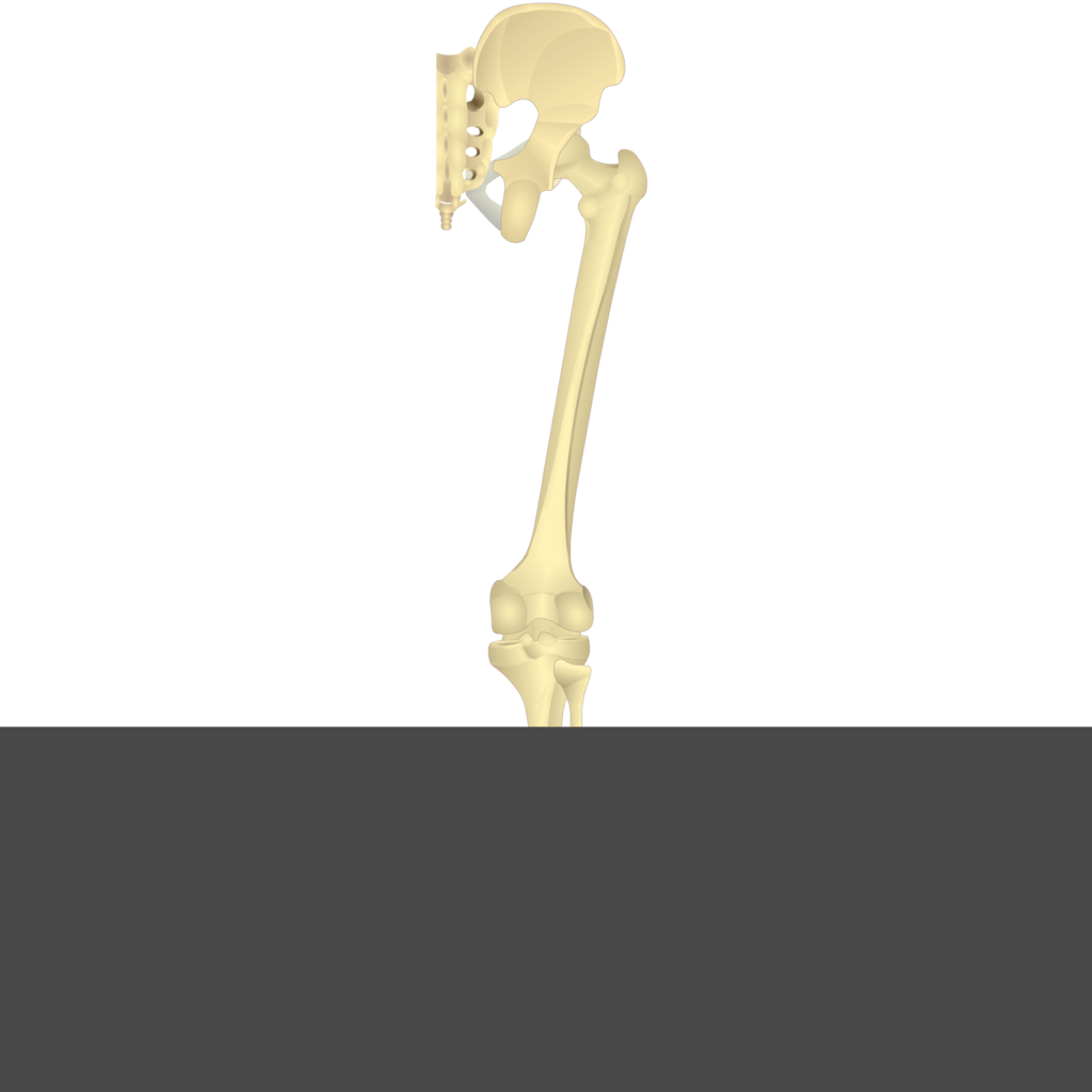 Test yourself image 16, posterior view of skeleton of thigh and gluteal region.