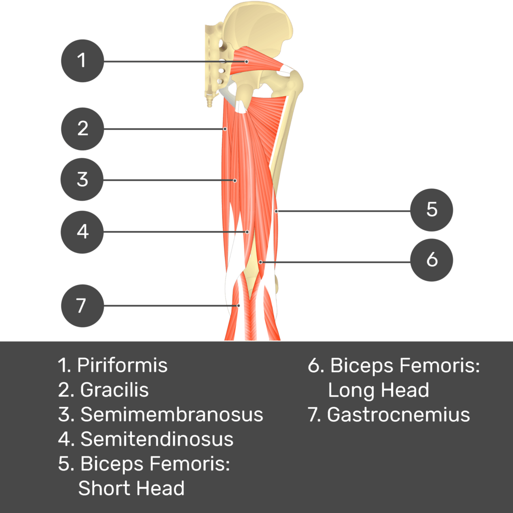 Test yourself image 9, posterior view of thigh and gluteal region. Muscles labelled- piriformis, gracilis, semimembranosus, semitendinosus, biceps femoris: short head, biceps femoris: long head, gastrocnemius.