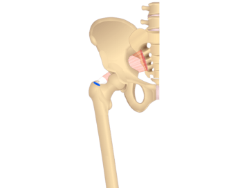 Feature image showing origin and insertion of piriformis from anterior view