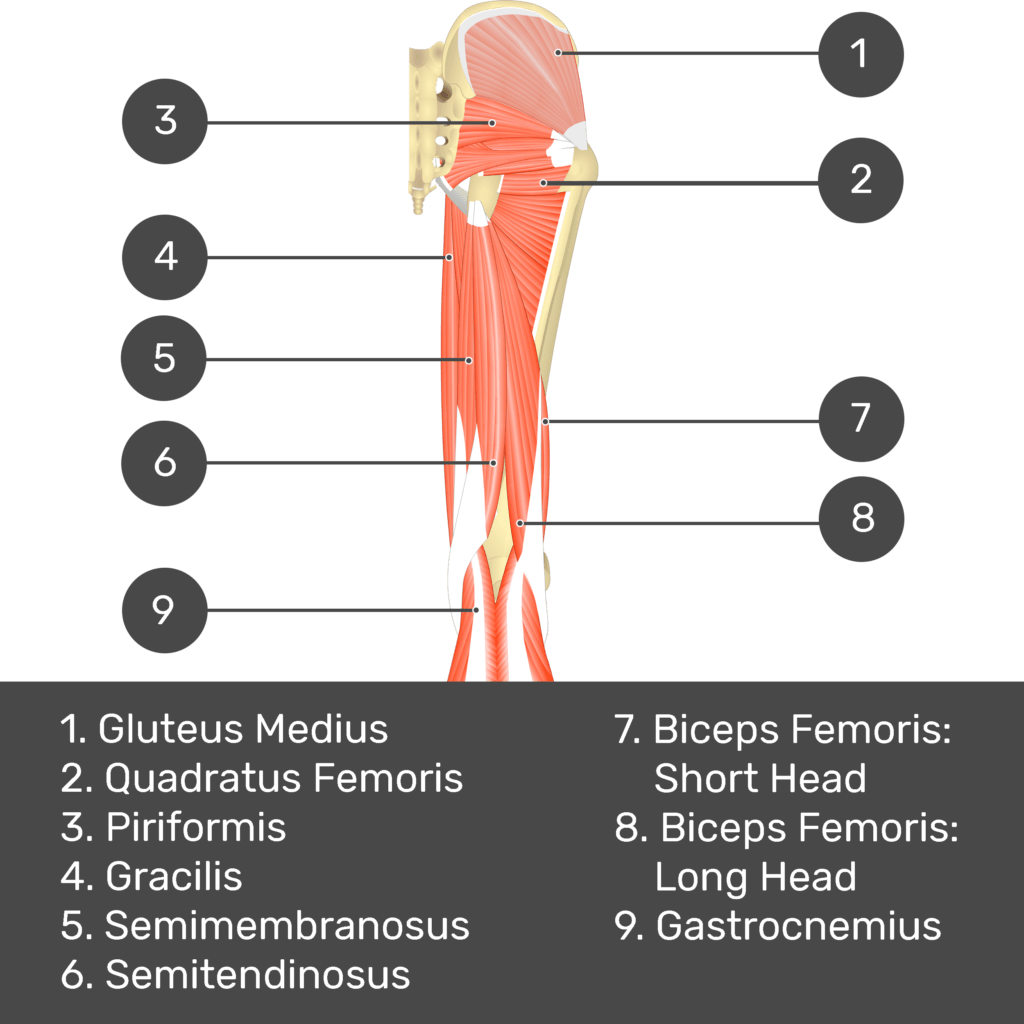 Test yourself image 5, posterior view of thigh and gluteal region, lateral rotators of the thigh visible. Muscles and structures labelled- gluteus medius, piriformis, quadratus femoris, gracilis, semimembranosus, semitendinosus, biceps femoris: short head, biceps femoris: long head, gastrocnemius.