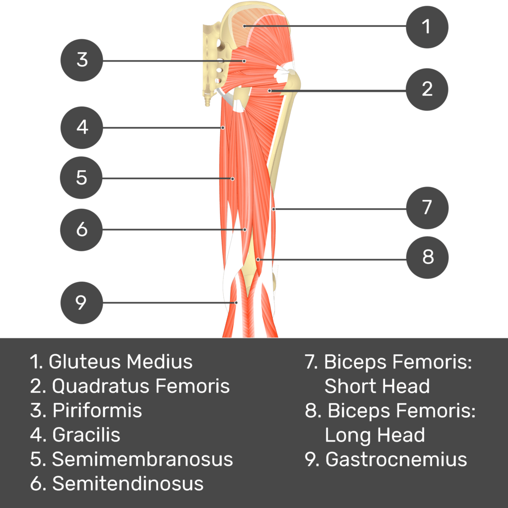 Test yourself image 6, posterior view of thigh and gluteal region, lateral rotators of the thigh visible. Muscles and structures labelled- gluteus medius, piriformis, quadratus femoris, gracilis, semimembranosus, semitendinosus, biceps femoris: short head, biceps femoris: long head, gastrocnemius.