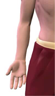 Slide 1 of radial deviation (abduction) at the wrist.