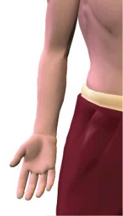 Slide 2 of radial deviation (abduction) at the wrist.