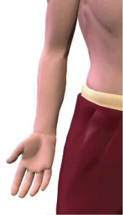 Slide 3 of radial deviation (abduction) at the wrist.