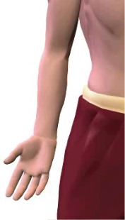 Slide 4 of radial deviation (abduction) at the wrist.
