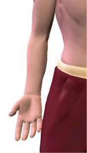 Slide 2 of the wrist flexion animation