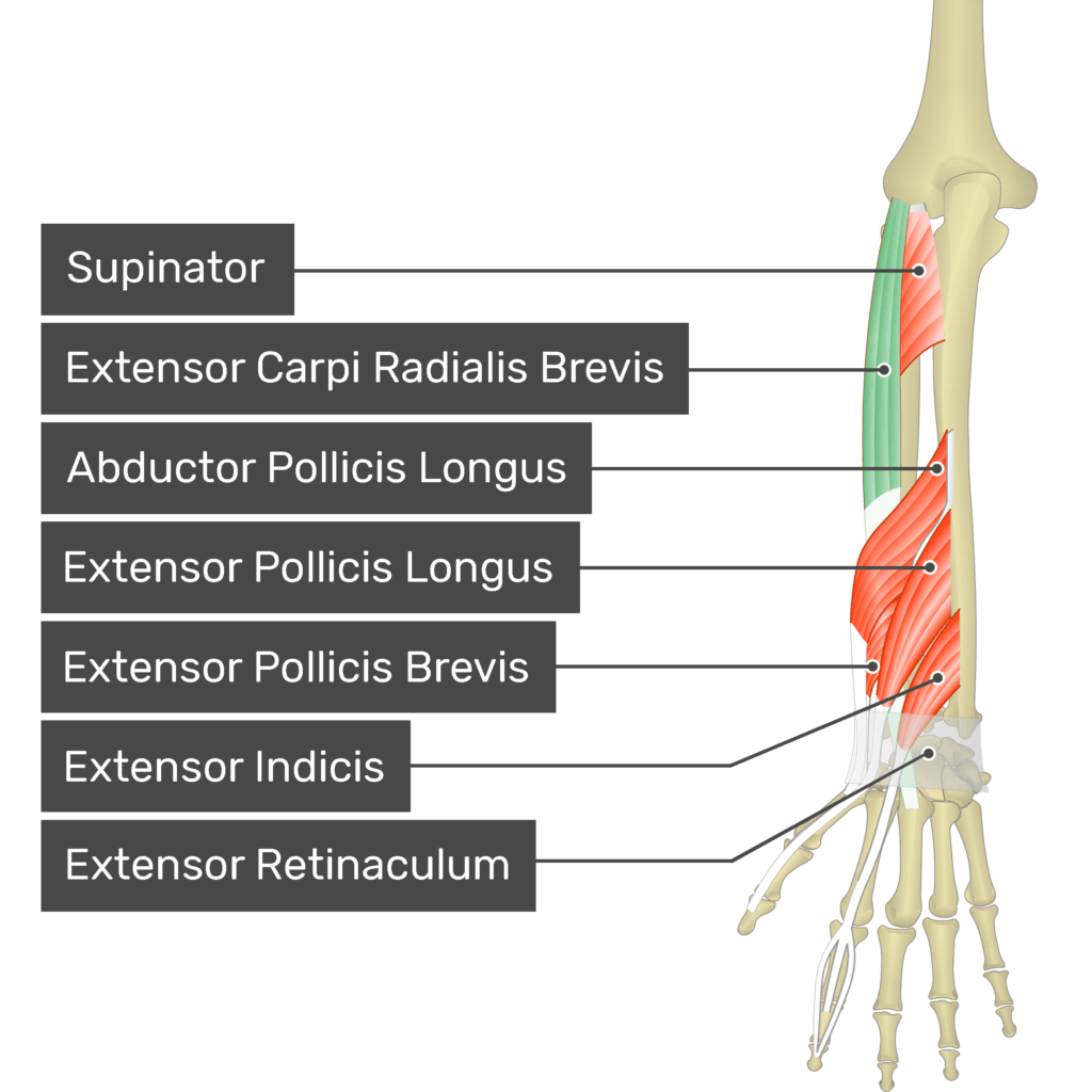 Extensor Carpi Radialis Brevis Muscle GetBodySmart