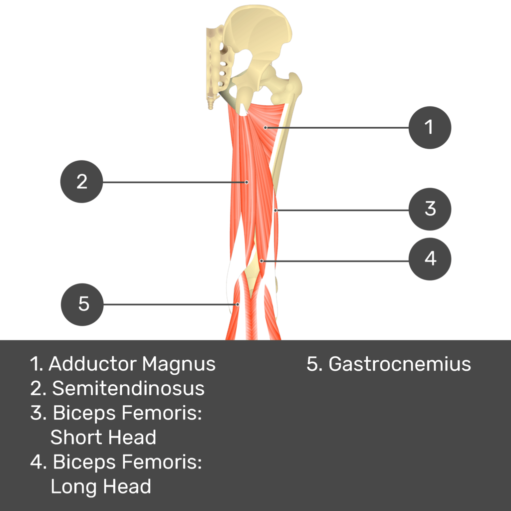 Test yourself image 11, posterior view of thigh and gluteal region. Muscles and structures labelled- adductor magnus, semitendinosus, biceps femoris: short head, biceps femoris: long head, gastrocnemius.